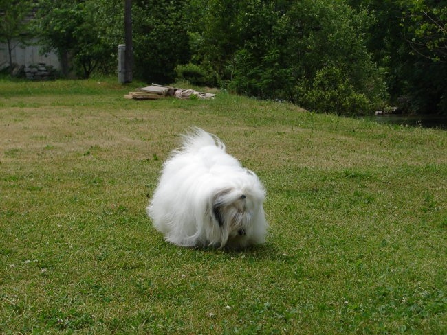 Gipsy v juniju 2006 - foto povečava