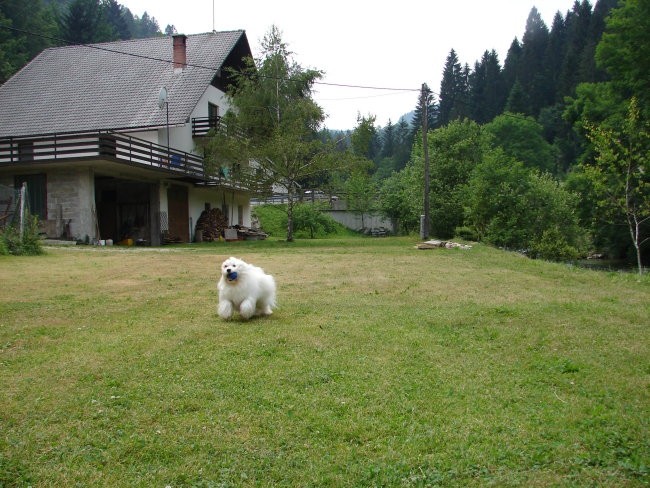 Gipsy v juniju 2006 - foto povečava