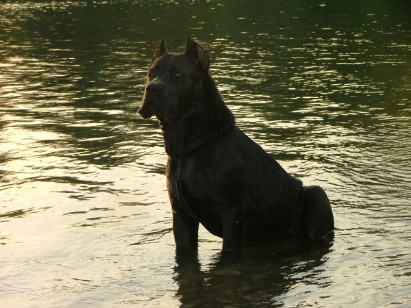 CASIUS - foto povečava