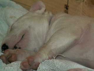 Topfield puppies 2004 - foto