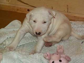 Topfield puppies 2004 - foto