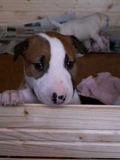 Topfield puppies 2004 - foto