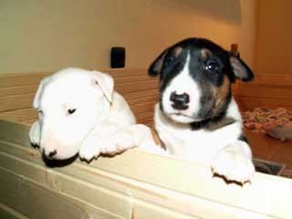 Topfield puppies 2004 - foto povečava