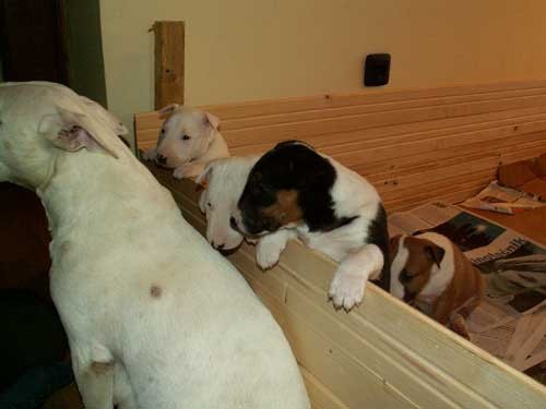 Topfield puppies 2004 - foto