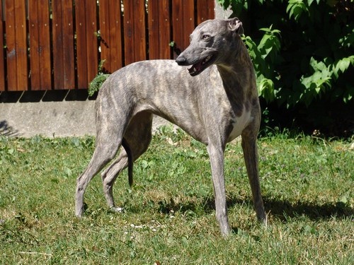 Tilly - foto