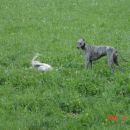 Tilly in Bistra ki je skrita v travi