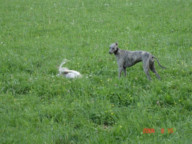 Tilly in Bistra ki je skrita v travi