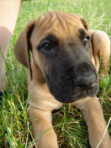 Dogice - foto