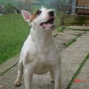 Topfield kennel
