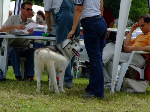 CAC Trbovlje 2006 - foto