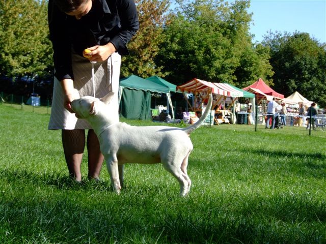 Special bull type show MB - foto