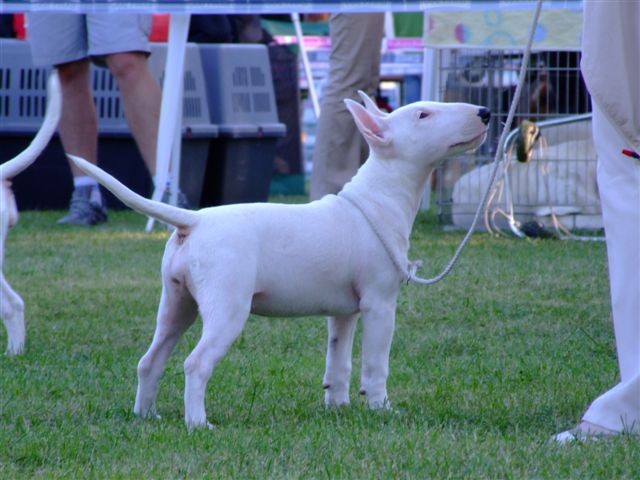 Special bull type show MB - foto