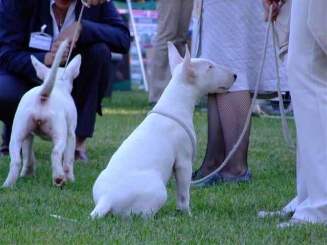 Special bull type show MB - foto