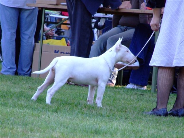 Special bull type show MB - foto