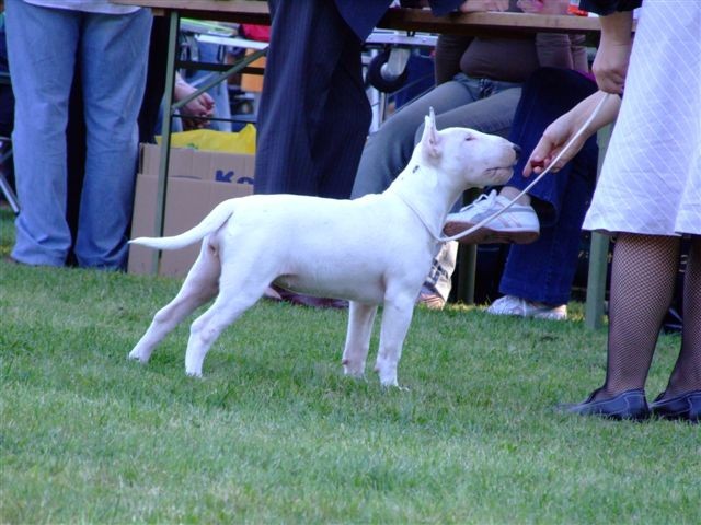 Special bull type show MB - foto povečava