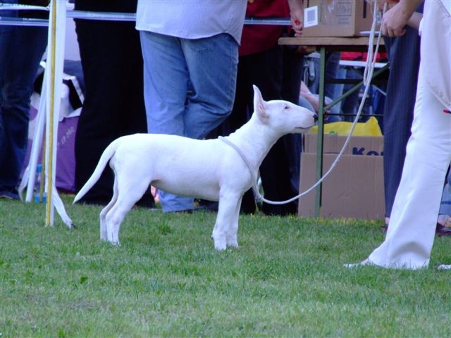 Special bull type show MB - foto