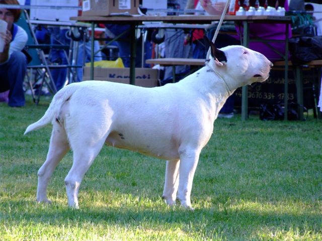 Special bull type show MB - foto