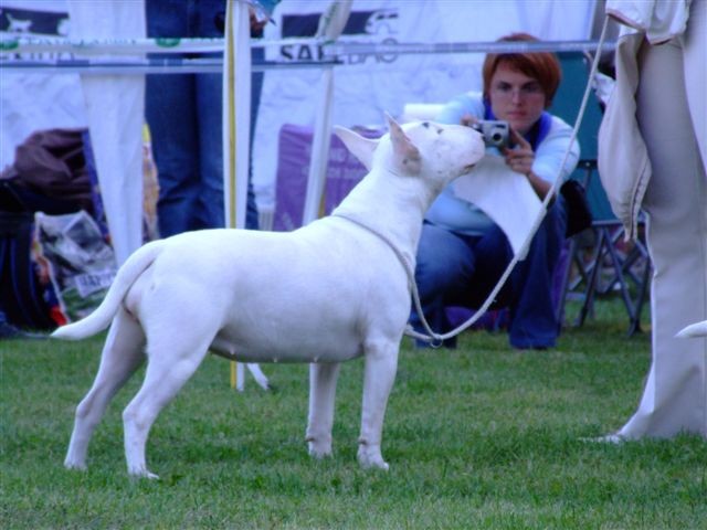 Special bull type show MB - foto