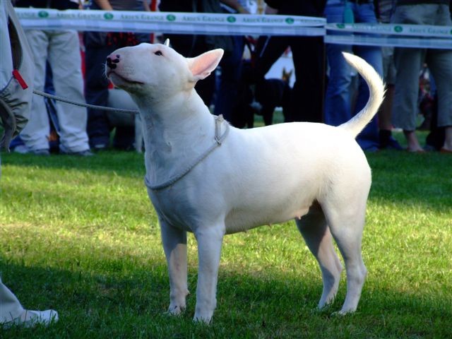 Special bull type show MB - foto