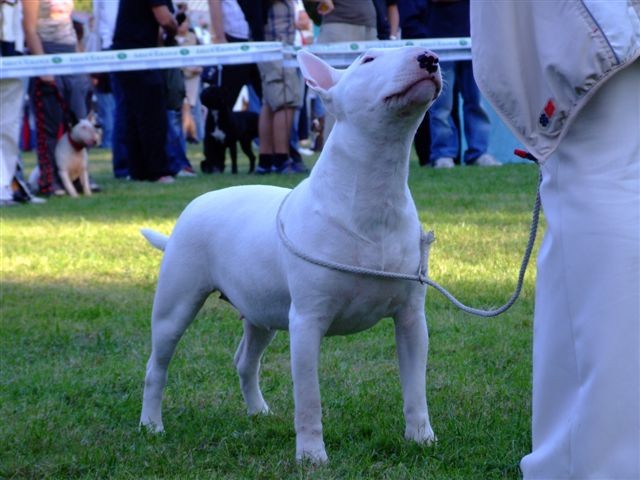 Special bull type show MB - foto povečava