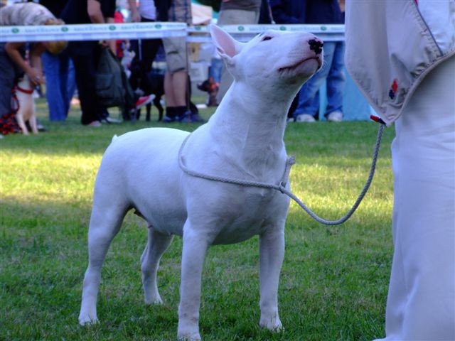 Special bull type show MB - foto povečava