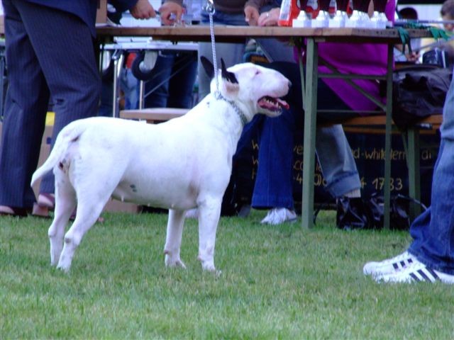 Special bull type show MB - foto povečava