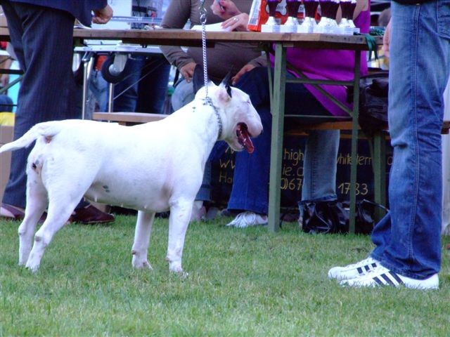 Special bull type show MB - foto povečava