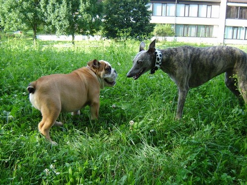 Tilly & Rossi  - foto povečava