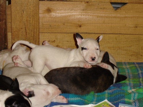 Topfield puppies 2005 - foto