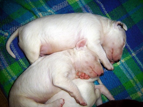Topfield puppies 2005 - foto
