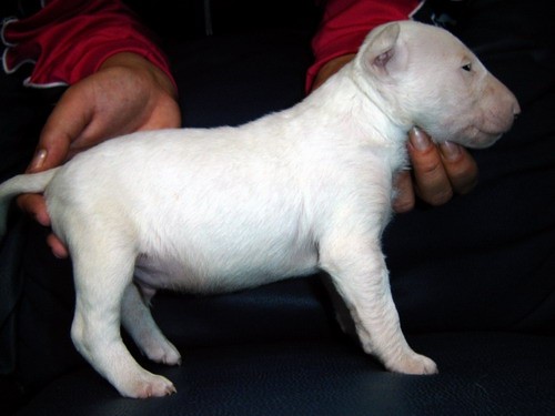 Topfield puppies 2005 - foto povečava