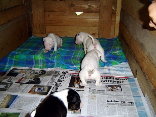 Topfield puppies 2005 - foto povečava