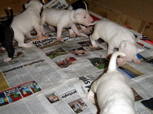 Topfield puppies 2005 - foto povečava