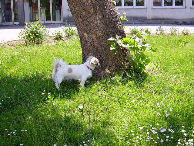 PEKINEZERKA PINA - foto povečava