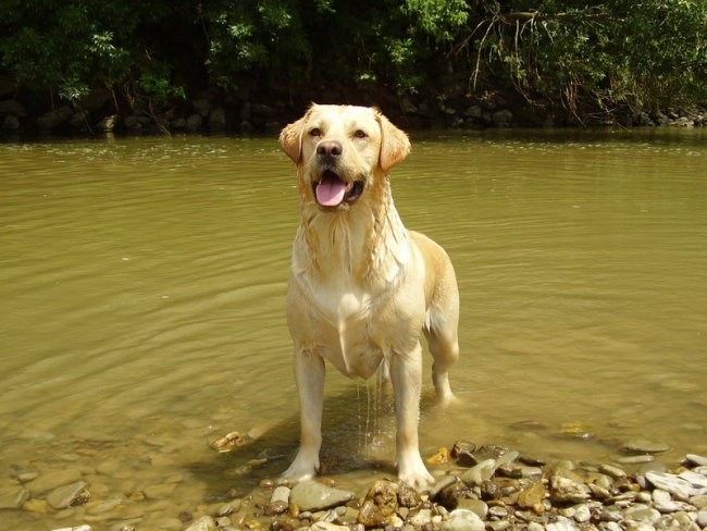 Astor - foto povečava