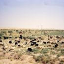 Pozimi v Iraku pada dež, polpuščava nekoliko ozeneni in živali imajo več hrane.