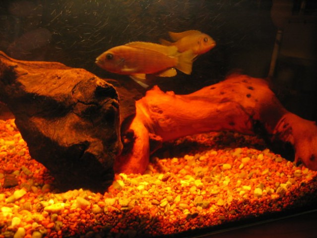 Akvarij mali35l - foto