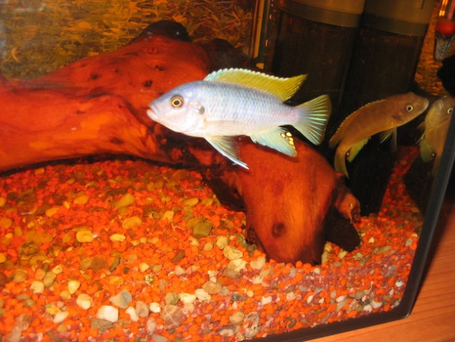 Akvarij mali35l - foto