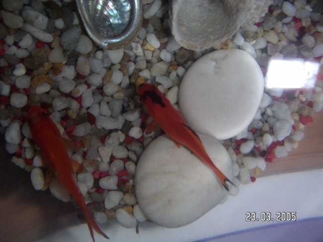 ZLATI RIBICI - foto povečava