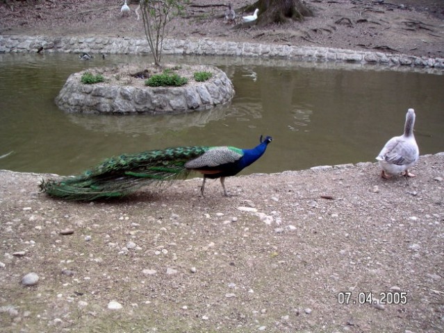 ZOO Ljubljana - foto