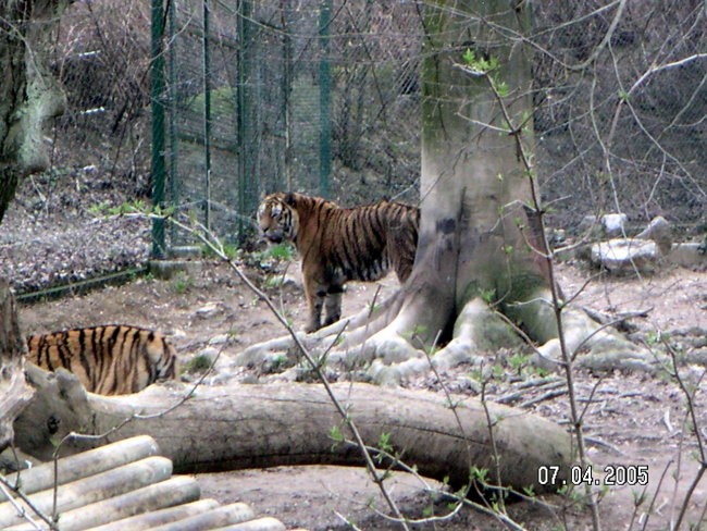 ZOO Ljubljana - foto povečava