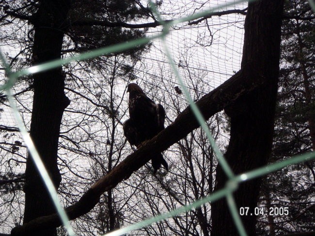 ZOO Ljubljana - foto povečava