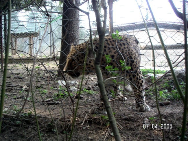 ZOO Ljubljana - foto povečava