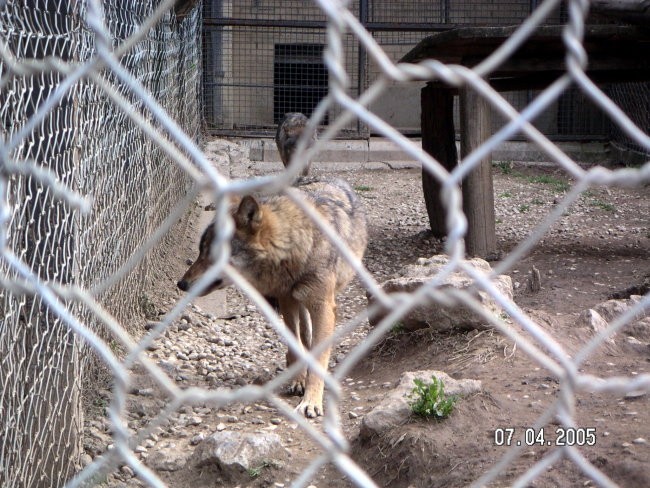 ZOO Ljubljana - foto povečava