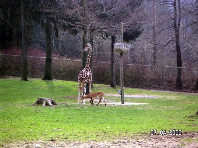 ZOO Ljubljana - foto povečava