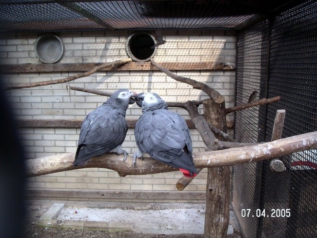 ZOO Ljubljana - foto povečava