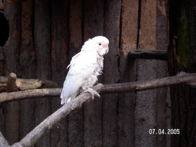 ZOO Ljubljana - foto