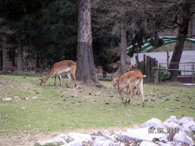 ZOO Ljubljana - foto povečava