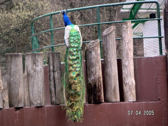 ZOO Ljubljana - foto