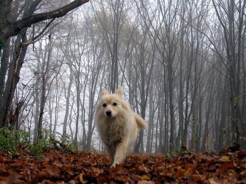 Taja von spicelpanz - foto